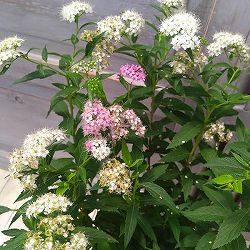 [26年2月中下旬予約]シモツケ：源平（ゲンペイ）5号ポット