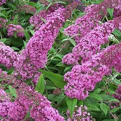 [26年2月中下旬予約]ブッドレア：シュガープラム5号ポット