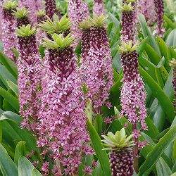 [26年4月下旬予約]ユーコミス（パイナップルリリー）：ピンクジン6号ポット