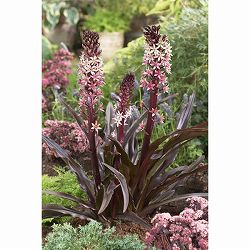 [26年4月下旬予約]ユーコミス（パイナップルリリー）：スパークリングバーガンディー6号ポット