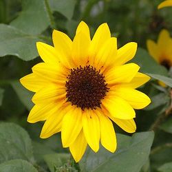 ヒマワリ：ソルシーカー・ハニー5号鉢植え