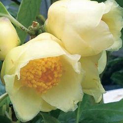 ツバキ（椿）：防城金花茶（ぼうじょうきんかちゃ）接木苗6号鉢植え