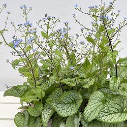 [26年4月下旬予約]ブルンネラ：アレクサンダーズグレート3号ポット