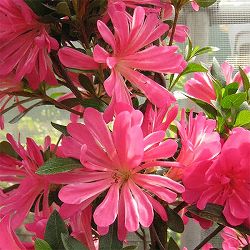 サツキ（皐月）：はなびん　曲付　5号鉢仕立て