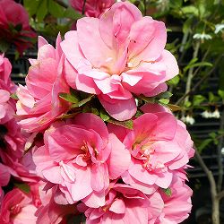 サツキ（皐月）：絹の舞　曲付　5号鉢仕立て