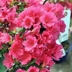 サツキ（皐月）：乙女牡丹　曲付　5号鉢仕立て