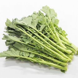 のらぼう菜3.5号ポット苗　 12株セット