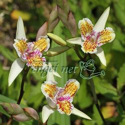 シラン：三蝶咲シラン 黄峰 3号ポット