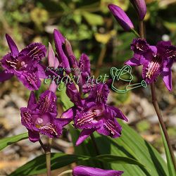 シラン：三蝶咲シラン 恋紫 3号ポット