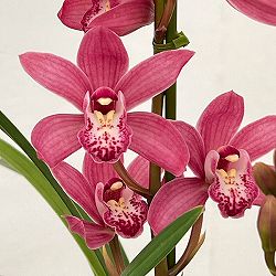 テーブルシンビジウム：ありがとう2本立ち　5号陶器鉢植え（皿付き）