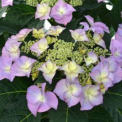 [26年2月中下旬予約]アジサイ：ティファニー3.5号ポット