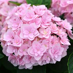 [26年2月中下旬予約]アジサイ：フェリナ3.5号ポット