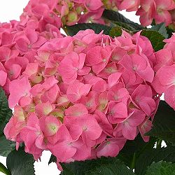 [26年2月中下旬予約]アジサイ：デュロ3.5号ポット