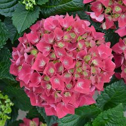 [26年2月中下旬予約]アジサイ：スピーディレッド3.5号ポット