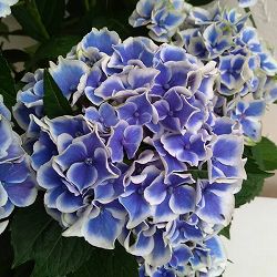 [26年2月中下旬予約]アジサイ：キャンディーハート3.5号ポット