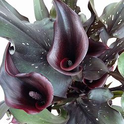 カラー：ブラック系5号鉢植え*