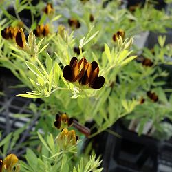 ロータス：ブラックムーニー2.5号ポット