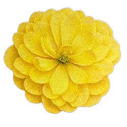 ラナンキュラス：サラセレネ　フォテノース3.5-4号ポット