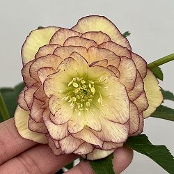 曽田園芸さんのクリスマスローズ：26-03多弁系ダブル4号ロングポット【現品販売】