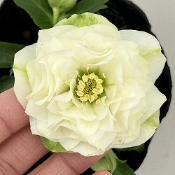 曽田園芸さんのクリスマスローズ：26-06多弁系ダブル4号ロングポット【現品販売】