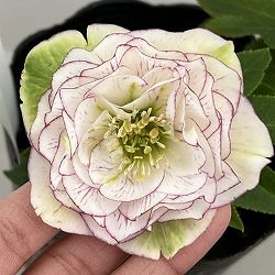 曽田園芸さんのクリスマスローズ：26-07多弁系ダブル4号ロングポット【現品販売】