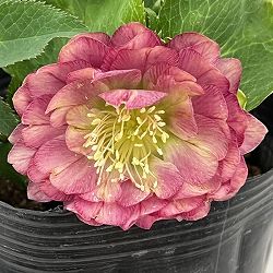 曽田園芸さんのクリスマスローズ：26-09多弁系ダブル4号ロングポット【現品販売】