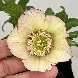 曽田園芸さんのクリスマスローズ：26-11セミダブル4号ロングポット【現品販売】