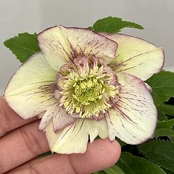 曽田園芸さんのクリスマスローズ：26-12セミダブル4号ロングポット【現品販売】