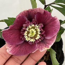 曽田園芸さんのクリスマスローズ：26-13セミダブル4号ロングポット【現品販売】