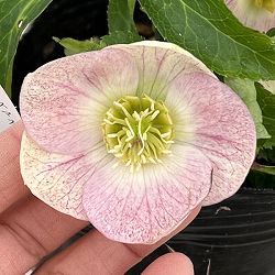 曽田園芸さんのクリスマスローズ：26-14姫小町シングル4号ロングポット【現品販売】