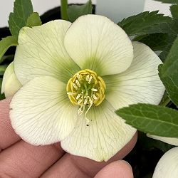 曽田園芸さんのクリスマスローズ：26-18姫小町シングル4号ロングポット【現品販売】