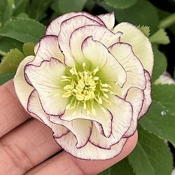 曽田園芸さんのクリスマスローズ：26-20フレグランス4号ロングポット【現品販売】