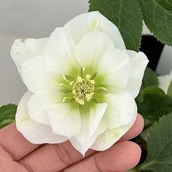 曽田園芸さんのクリスマスローズ：26-23冬牡丹4号ロングポット【現品販売】