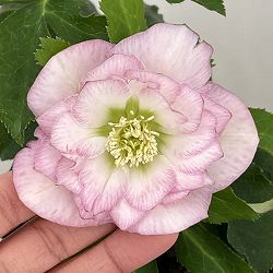 曽田園芸さんのクリスマスローズ：26-24冬牡丹4号ロングポット【現品販売】