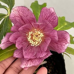 曽田園芸さんのクリスマスローズ：26-25金色冬牡丹4号ロングポット【現品販売】