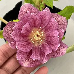 曽田園芸さんのクリスマスローズ：26-26金色冬牡丹4号ロングポット【現品販売】