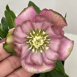 曽田園芸さんのクリスマスローズ：26-27桜利休4号ロングポット【現品販売】