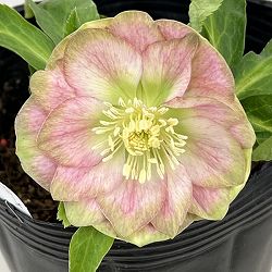 曽田園芸さんのクリスマスローズ：26-28利休かすり4号ロングポット【現品販売】