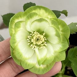 曽田園芸さんのクリスマスローズ：26-29利休A4号ロングポット【現品販売】