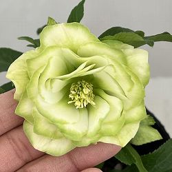 曽田園芸さんのクリスマスローズ：26-31利休4号ロングポット【現品販売】