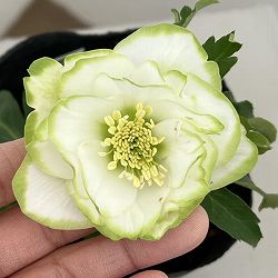 曽田園芸さんのクリスマスローズ：26-32利休4号ロングポット【現品販売】