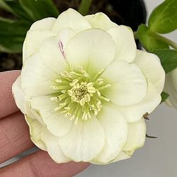 曽田園芸さんのクリスマスローズ：26-34グリーンリップ4号ロングポット【現品販売】