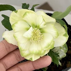 曽田園芸さんのクリスマスローズ：26-35グリーンリップ4号ロングポット【現品販売】