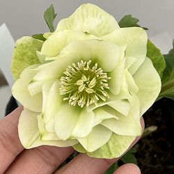 曽田園芸さんのクリスマスローズ：26-36グリーンリップ4号ロングポット【現品販売】