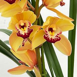 テーブルシンビジウム：恋蛍2本立ち　5号鉢植え（皿付き）