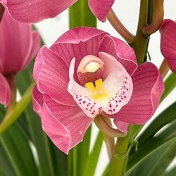 テーブルシンビジウム：あのね2本立ち　5号鉢植え（皿付き）