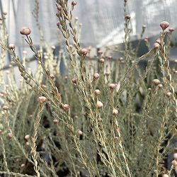 ディクラスティリス：グラビフローラ　4号ポット