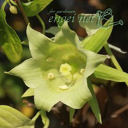 ツルニンジン：素心ツルニンジン 白翁（ハクオウ）3号ポット