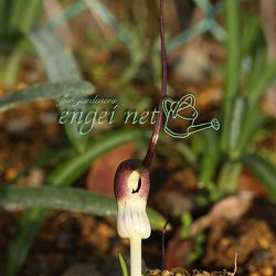 テンナンショウの仲間：コビトハンゲ（小人半夏）3号ポット