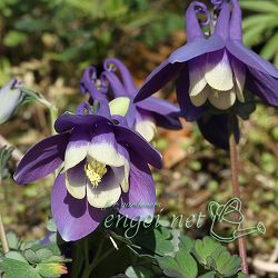 ミヤマオダマキ：八甲田オダマキ2.5号ポット